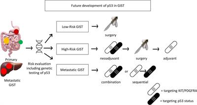p53 as a biomarker and potential target in <mark class="highlighted">gastrointestinal stromal tumors</mark>